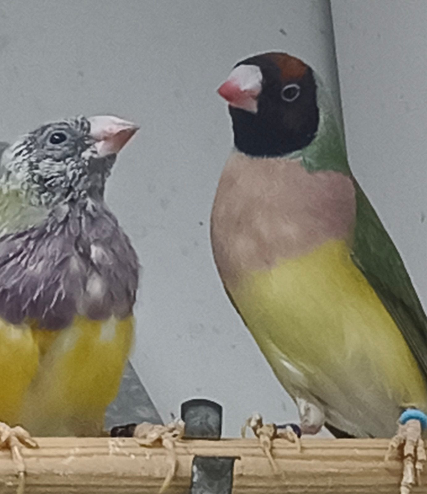 Gouldamadines poppen, Vrouwelijk, Geringd