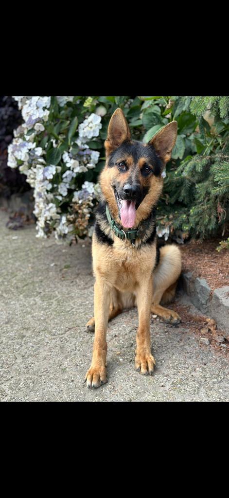 Lieve duitse herder voor mensen 3-4 jaar, Dieren en Toebehoren, Honden | Herdershonden en Veedrijvers, Parvo, Reu, Eén hond, 3 tot 5 jaar