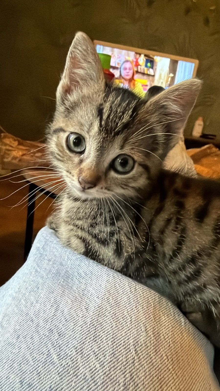 Kittens 8 weken oud, Geslacht onbekend, Kortharig, 0 tot 2 jaar