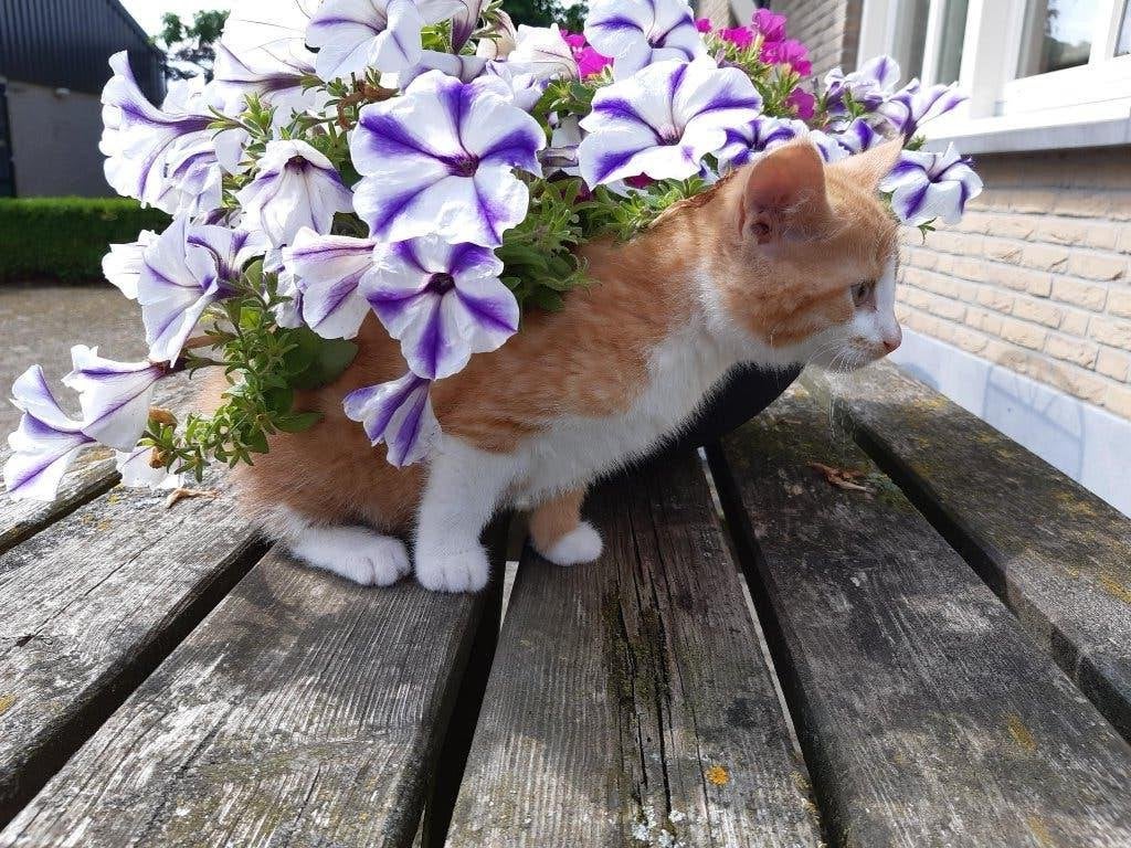 kittens, Meerdere dieren, 0 tot 2 jaar