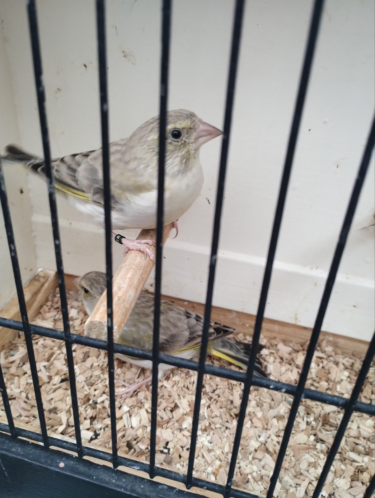 2 mooie grote Agaat groenling poppen,2026, Vrouwelijk, Wildzangvogel, Geringd