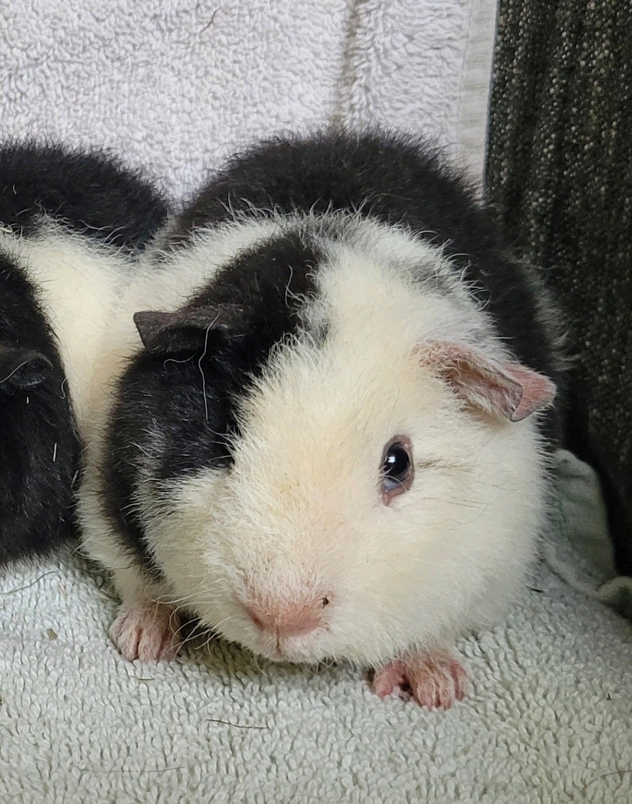 Schattig zwartbont US Teddy beertje, Cavia, Mannelijk, Mei, Tam