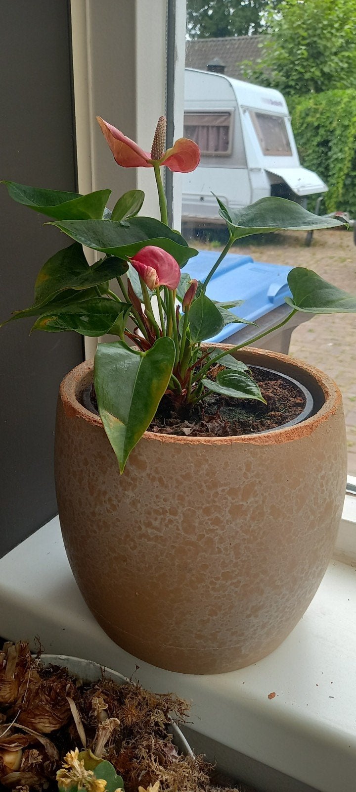 Mooie bloeiende Anthurium, Ophalen, Halfschaduw, Minder dan 100 cm