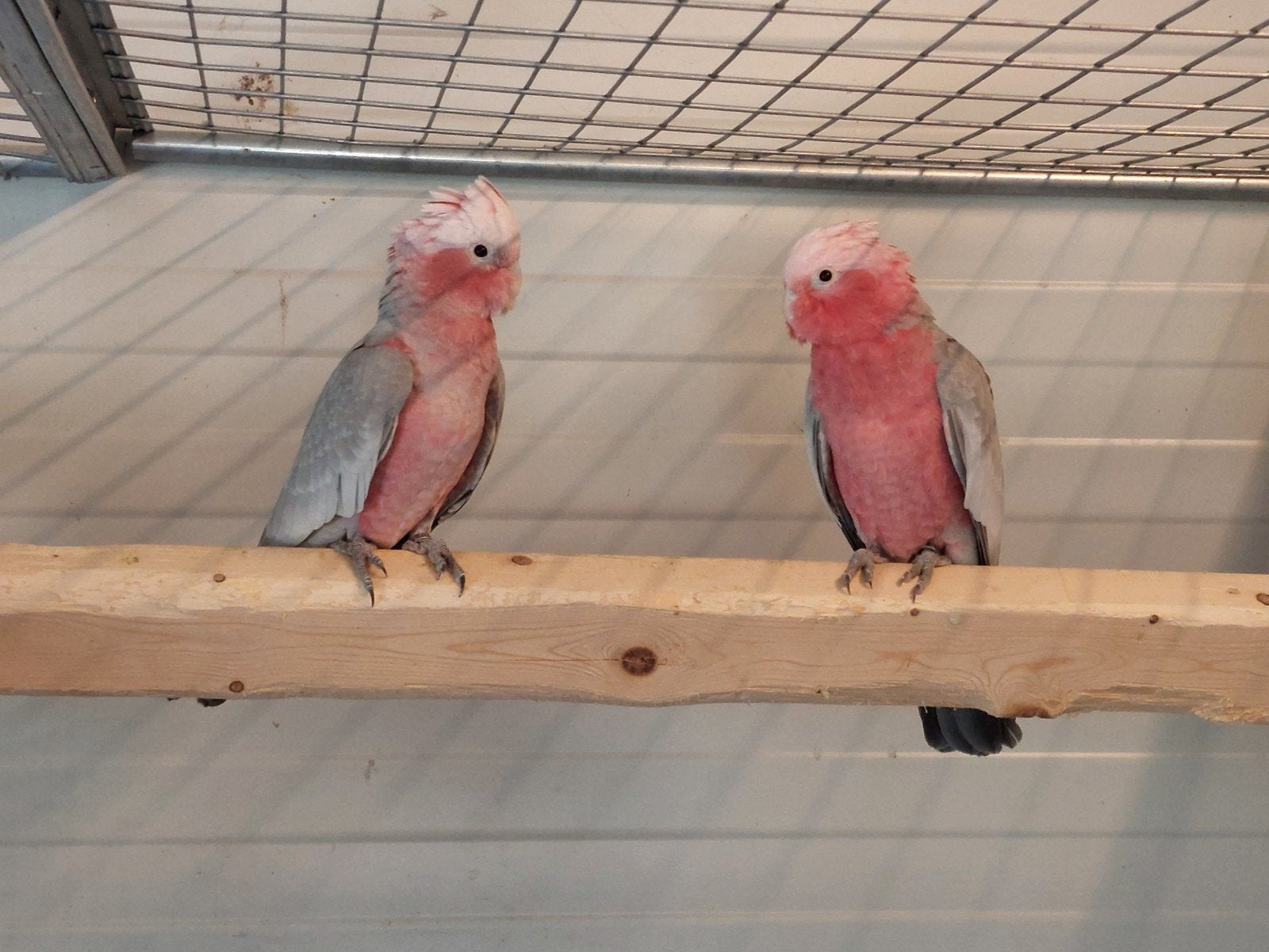 2 Rosé Kaketoes Poppe n 2026, Vrouwelijk, Papegaai, Geringd
