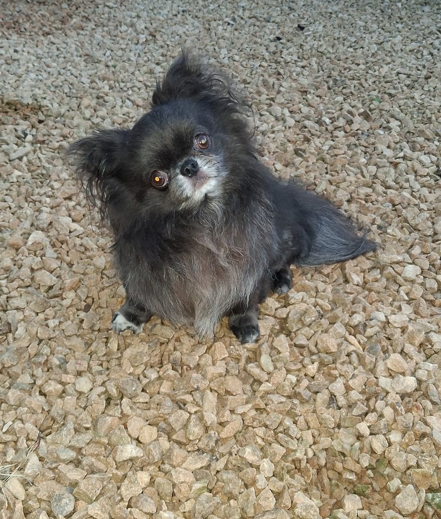 prachtig chihuahua reutje, Dieren en Toebehoren, Honden | Chihuahua's en Gezelschapshonden, België, Particulier, Reu, Parvo