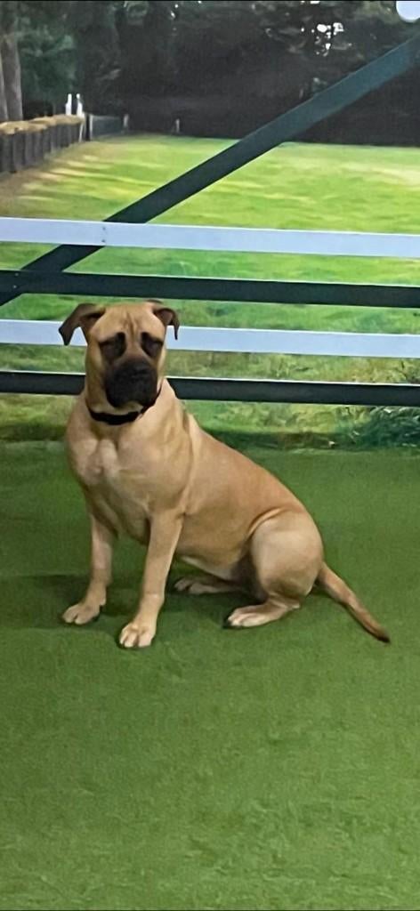 Bullmastief x Boerboel, Teef, Parvo, Bulldog, Eén hond