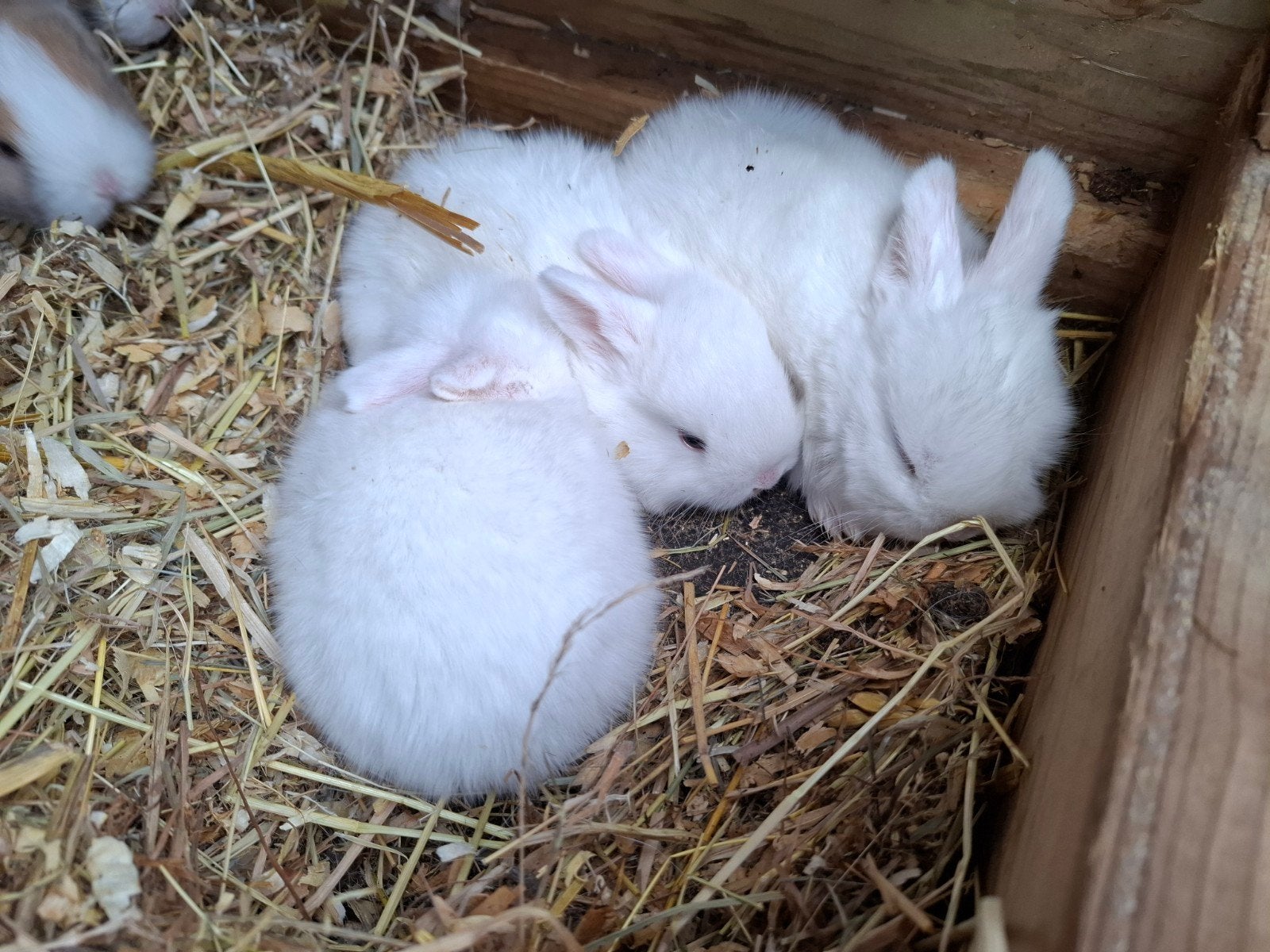 3 jonge minilop hangoor dwergkonijnen, Geslacht onbekend, Dwerg, Hangoor, 0 tot 2 jaar