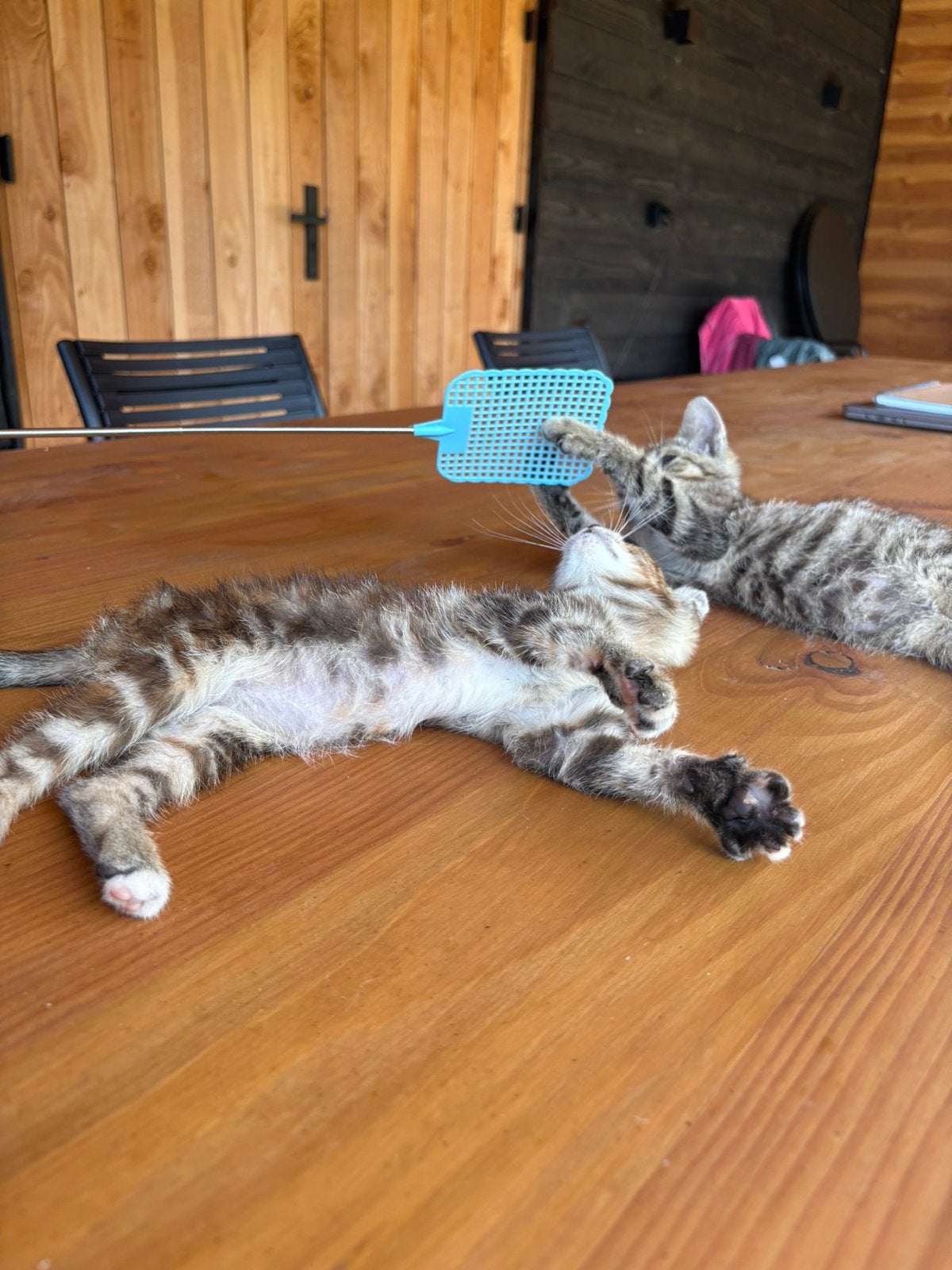 Twee super lieve boerderijkittens te koop, Dieren en Toebehoren, Meerdere dieren