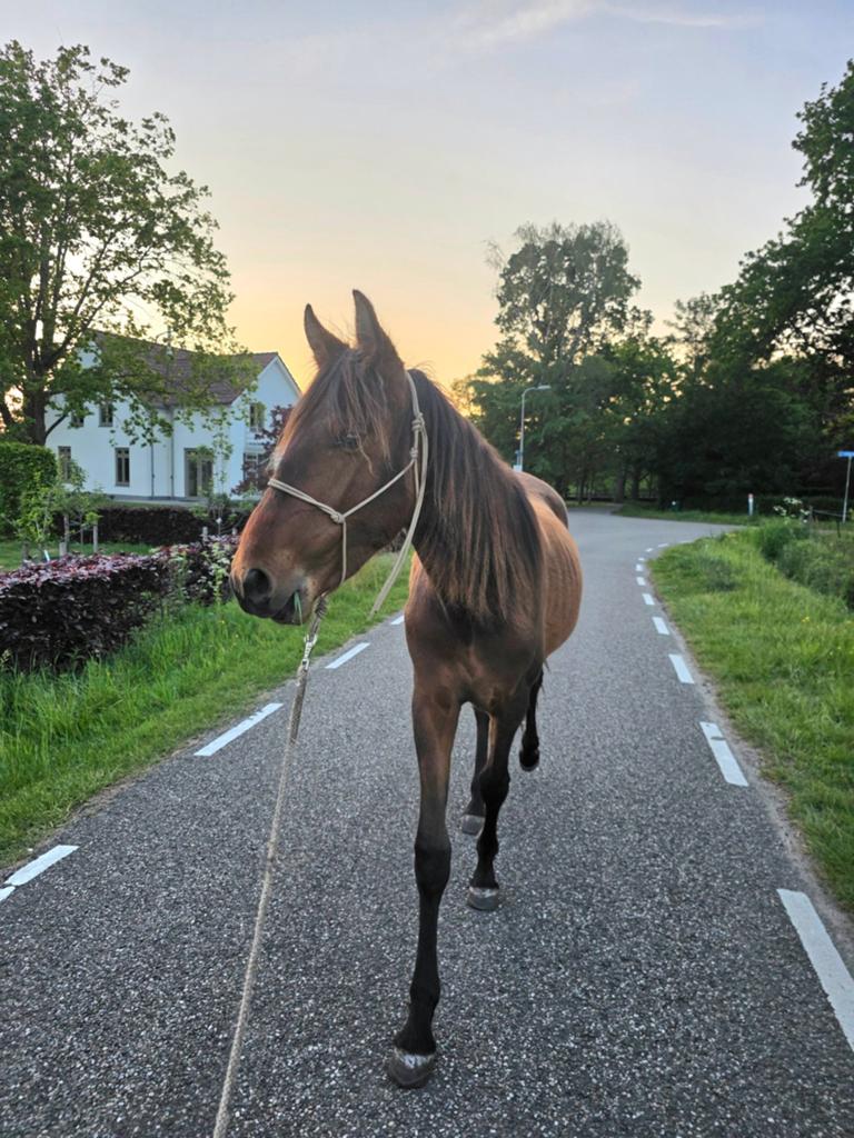 Lieve, zachte 2-jarige PRE hengst, Dieren en Toebehoren, Hengst, Recreatiepaard