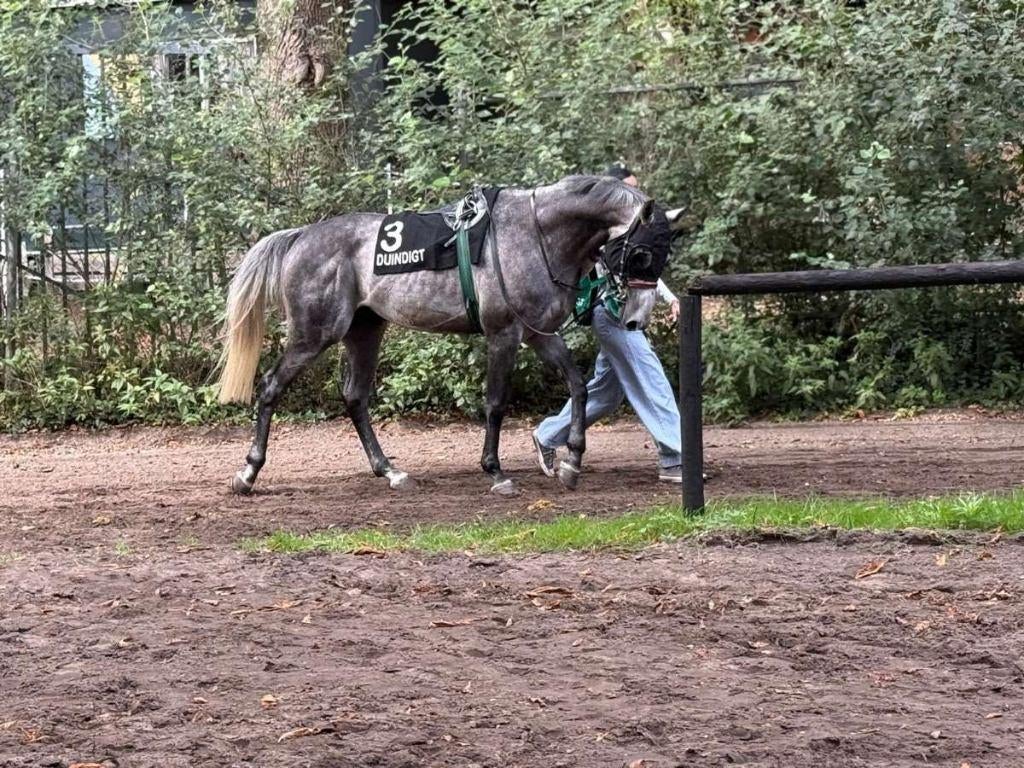 bijrijder/verzorger aangeboden, Dieren en Toebehoren, Paarden en Pony's | Overige Paardenspullen, Ophalen of Verzenden, Overige soorten