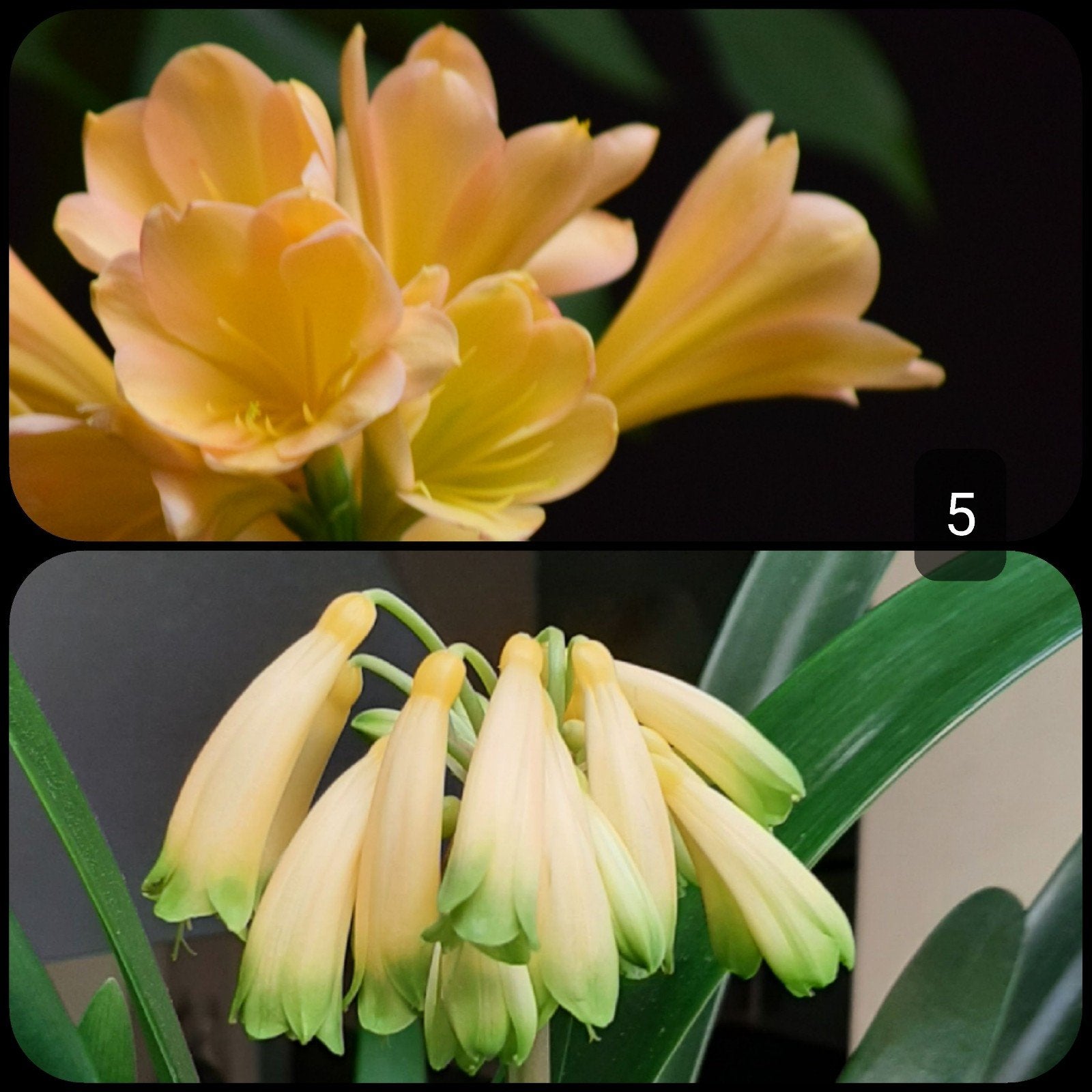 Clivia plant kruising Yellow Peach x Yellow Gardinii., Bloeiende kamerplant, Ophalen of Verzenden, Volledige schaduw, Minder dan 100 cm