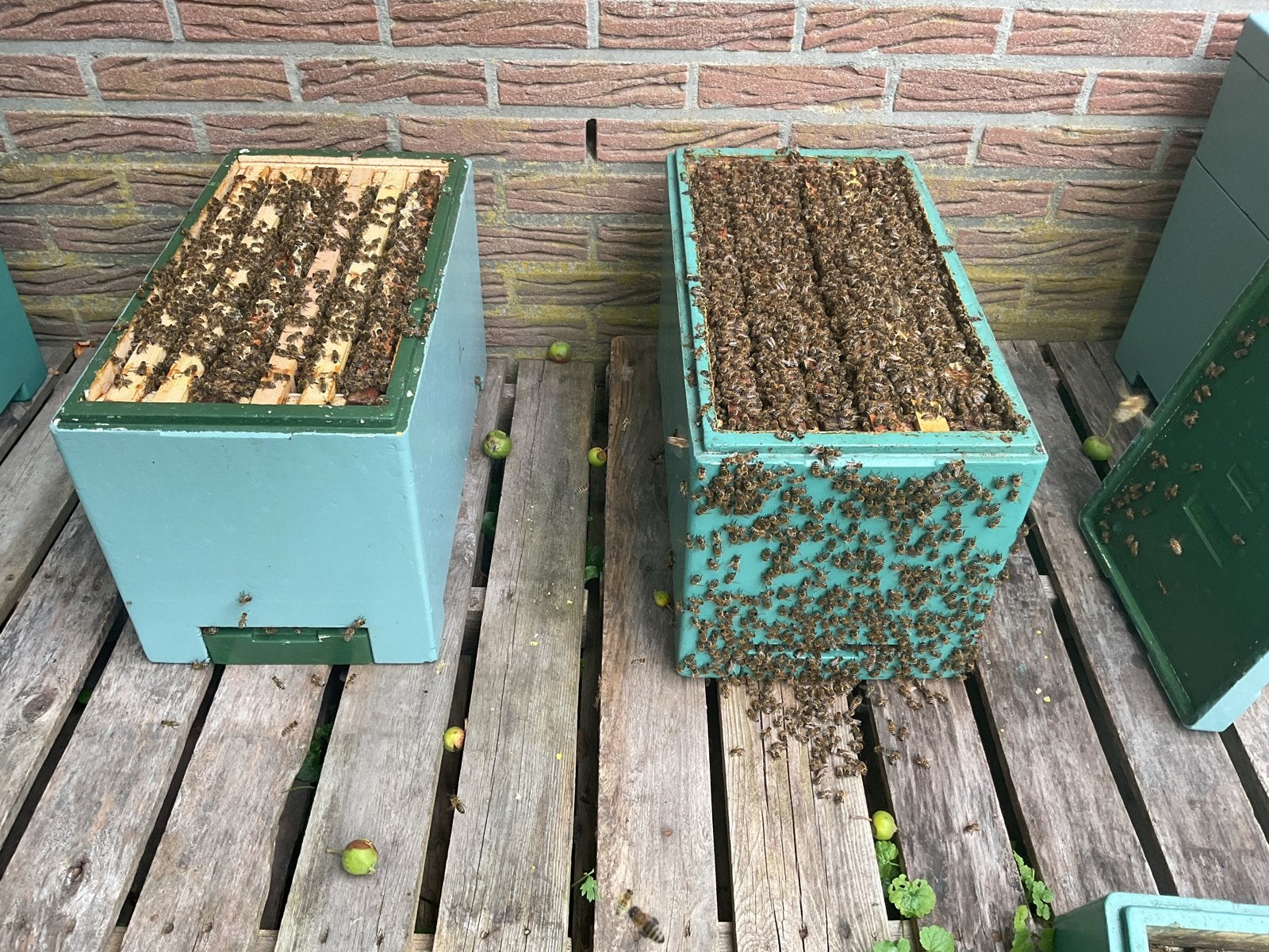 Twee sterke ontwikkelde zes raams volken, Bijen