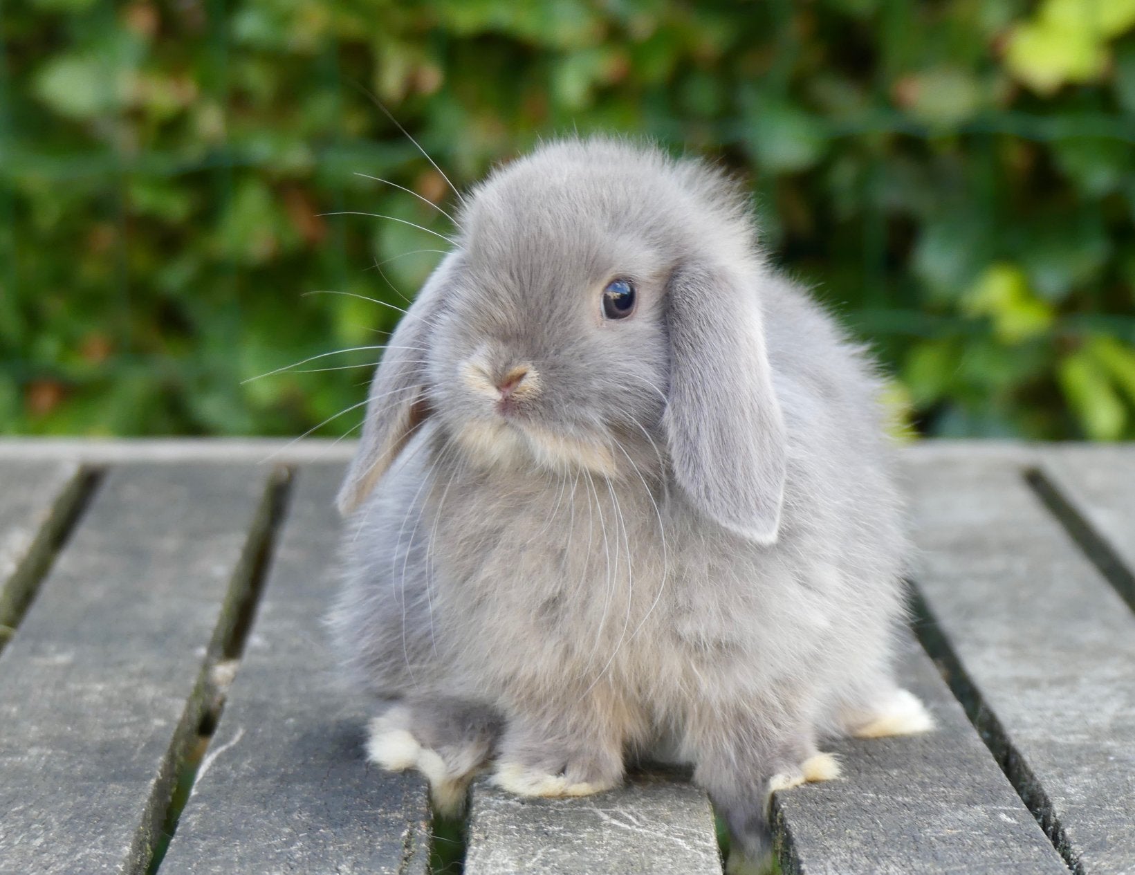 Mooie en tamme Nederlandse hangoordwerg konijntjes!, Dieren en Toebehoren, Konijnen, Meerdere dieren, Dwerg, Hangoor, 0 tot 2 jaar