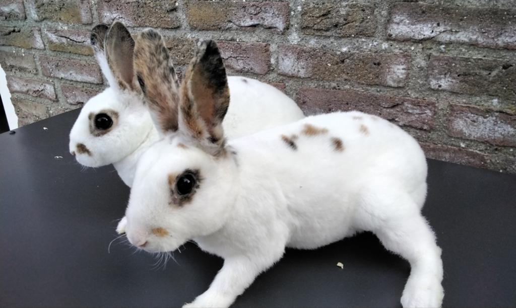 Prachtig jong koppel dwergrexjes te koop., Dieren en Toebehoren, Konijnen, Meerdere dieren, Dwerg