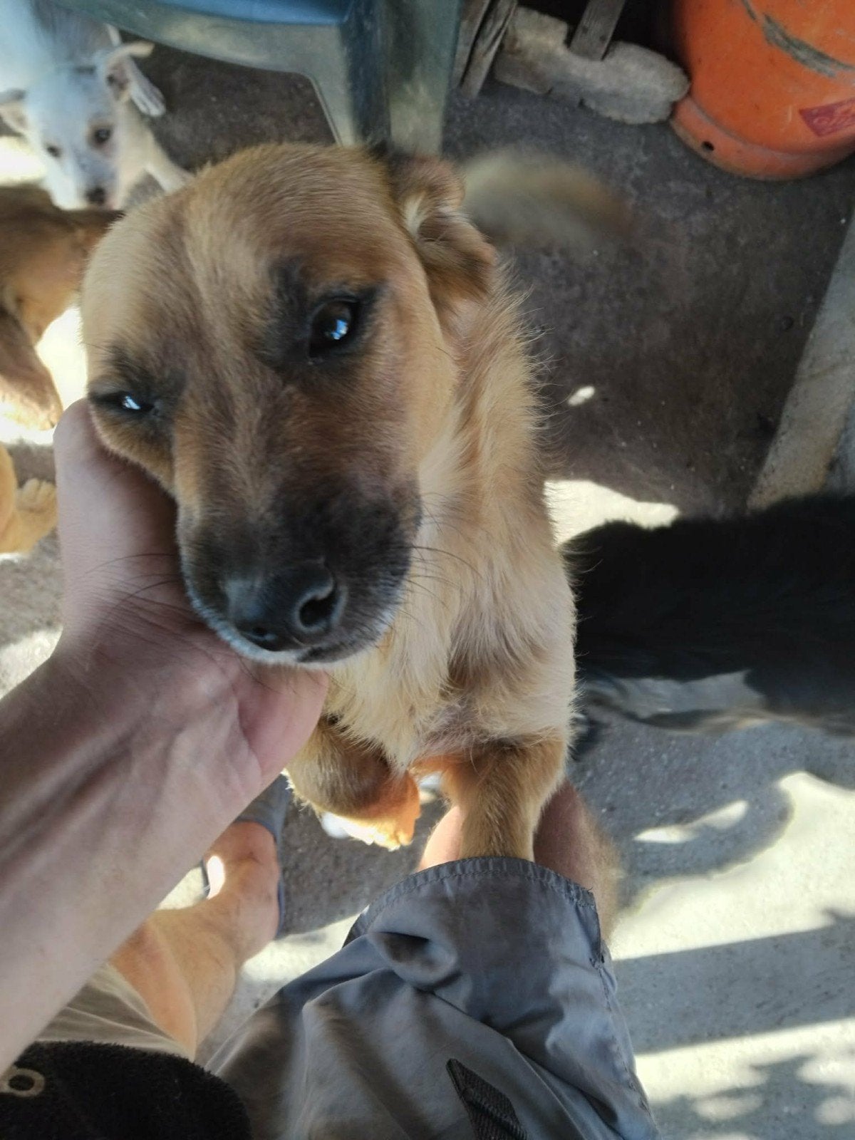 Kleine Miky is een lief reutje van 3 jaar, Dieren en Toebehoren, Honden | Niet-rashonden, Particulier, Reu, Buitenland, Parvo