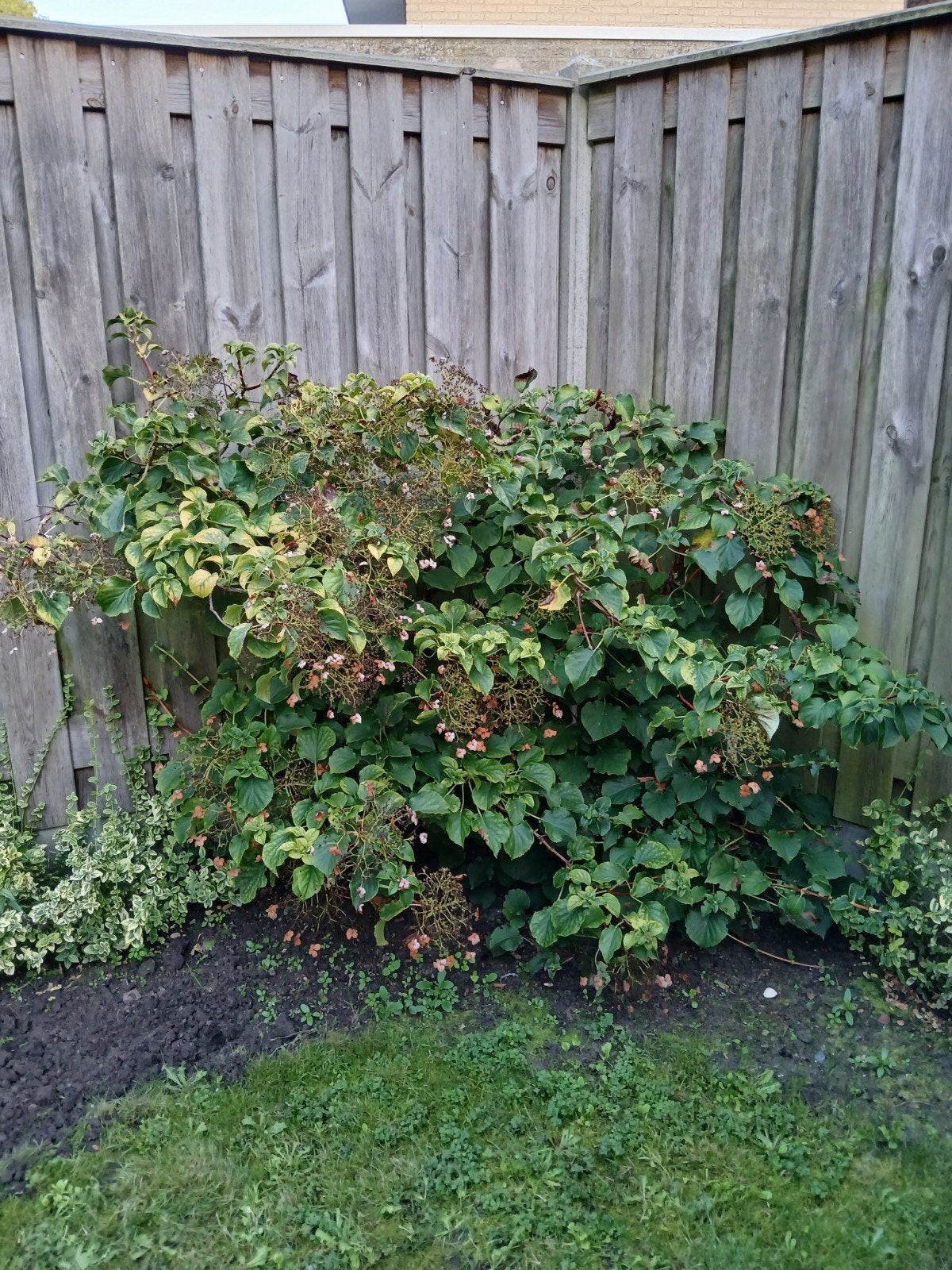 Hortensia - Prachtige bloeiende struik voor uw tuin, Vaste plant, Halfschaduw, Zomer, Ophalen