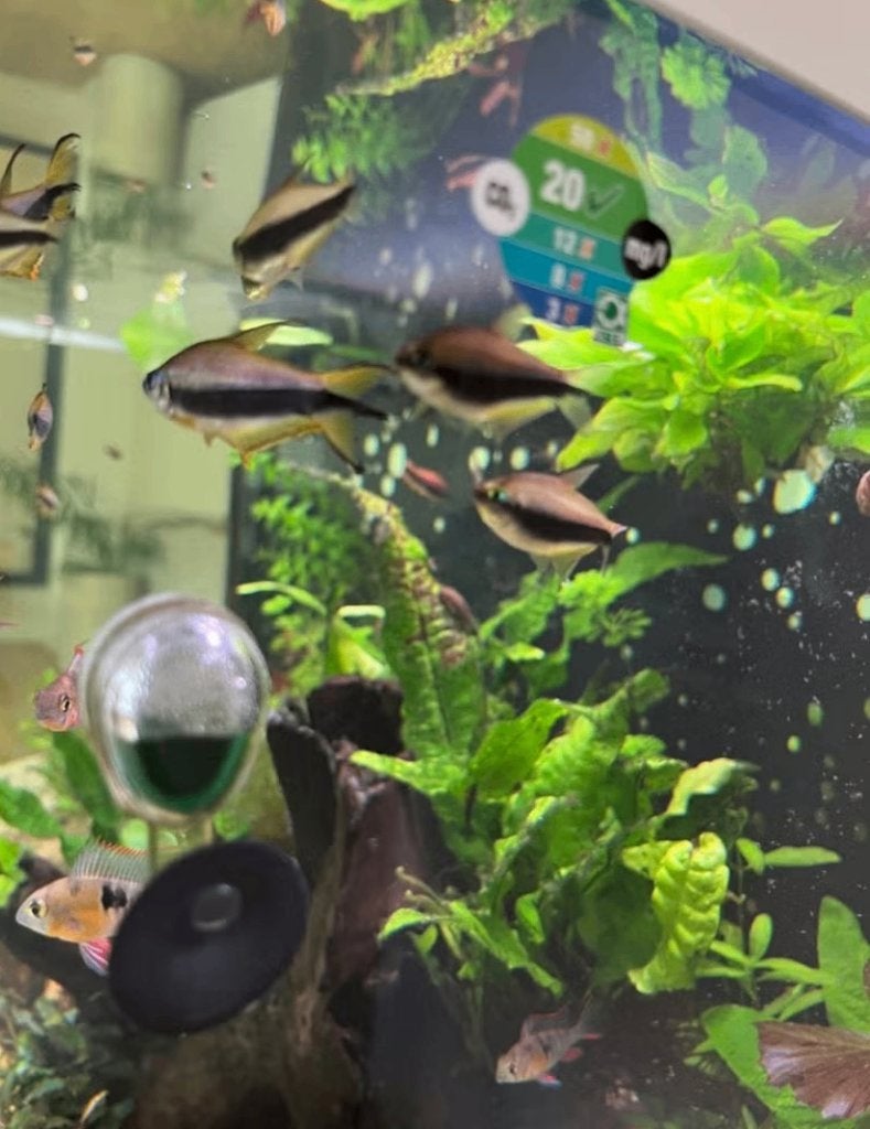 Emperor tetra's (Nematobrycon palmeri), Dieren en Toebehoren, Vissen | Aquariumvissen, Vis, Zoetwatervis, Schoolvis