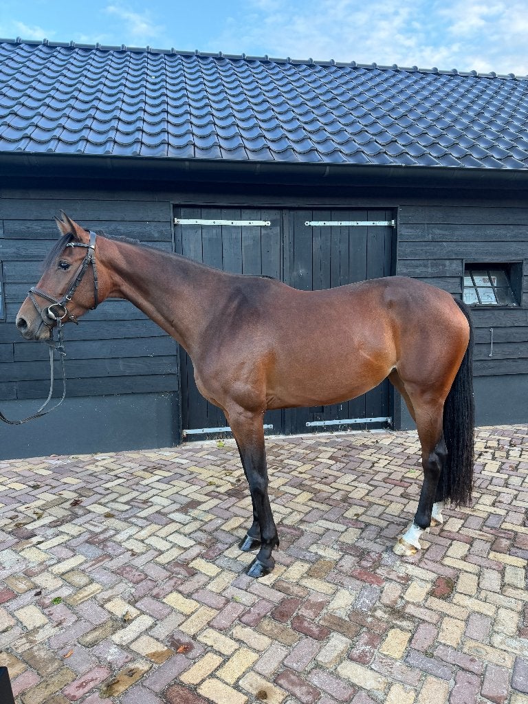 4-jarige KWPN merrie v. Dallas VDL x Chin Chin– 1.65 m, Dieren en Toebehoren, Merrie, Springpaard, Met stamboom, Zadelmak