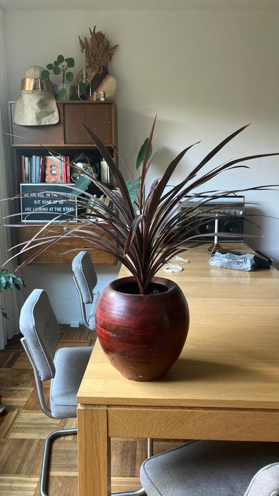Red Star kamerplant met grote vintage pot, Ophalen, Halfschaduw, Minder dan 100 cm