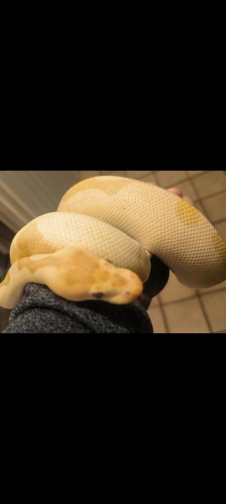 Koningspython, ball python, Dieren en Toebehoren, Slang, 3 tot 6 jaar