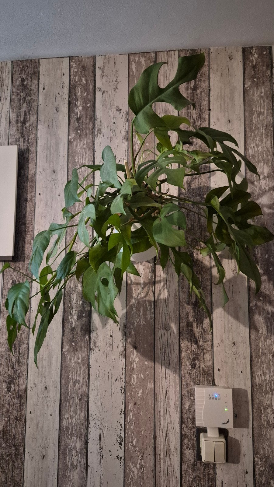 monstera minima, Huis en Inrichting, Ophalen of Verzenden, Halfschaduw, Minder dan 100 cm
