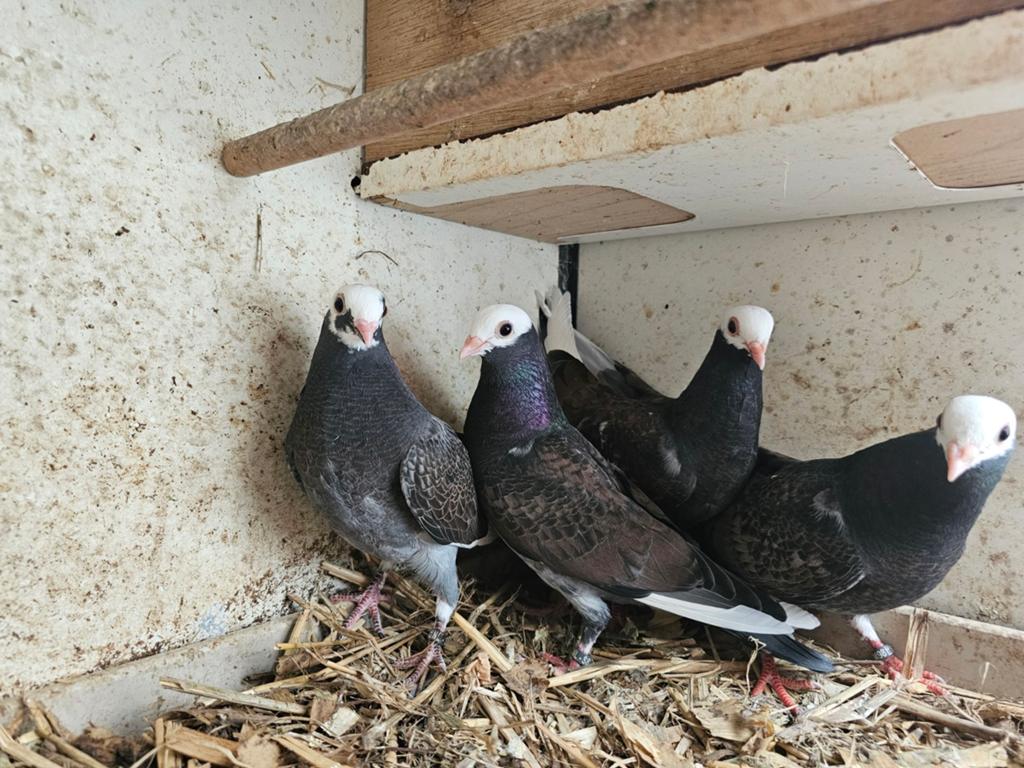Catalaanse tuimelaar, Geslacht onbekend, Tuimelaar of Roller