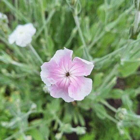 Lychnis coronaria ' Angels Blush' zaden, prikneus, Ophalen of Verzenden, Volle zon