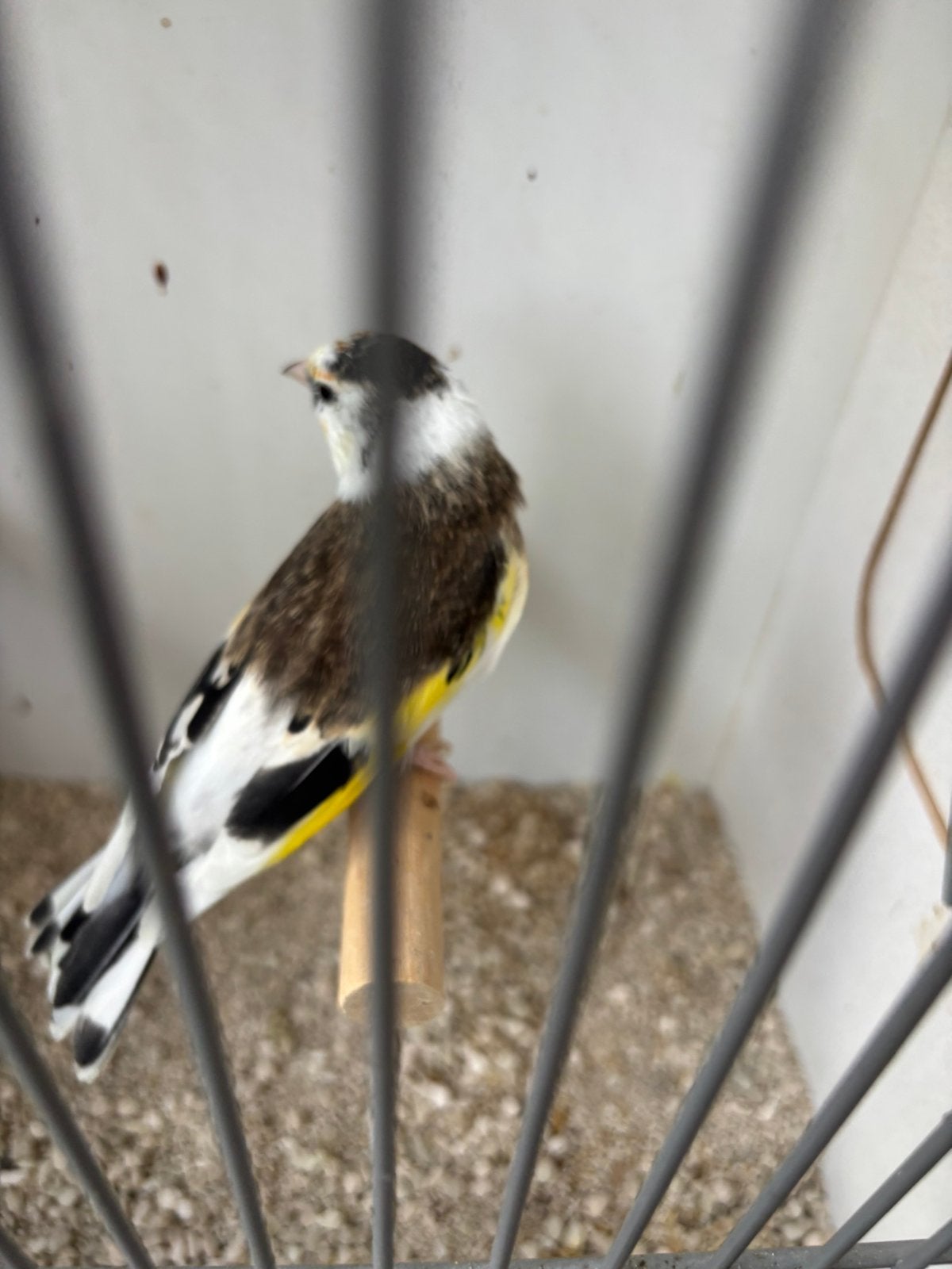 Major putter bont pop 2025, Dieren en Toebehoren, Vrouwelijk, Bastaard