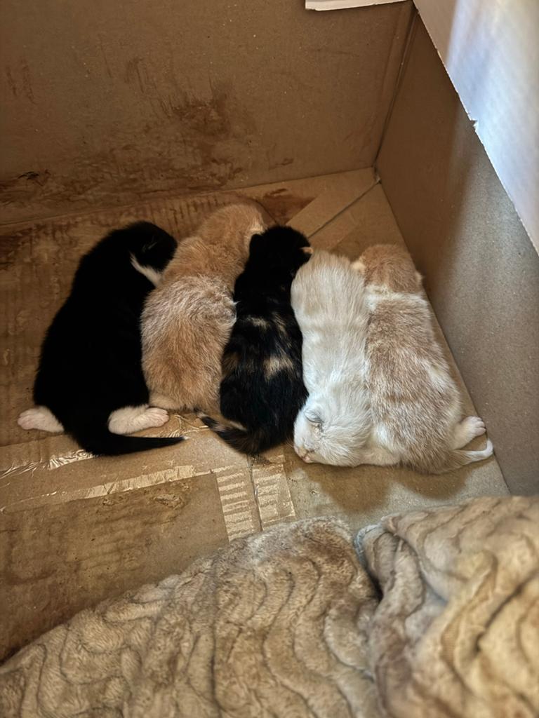 Kittens, Dieren en Toebehoren, Katten en Kittens | Overige Katten, Meerdere dieren