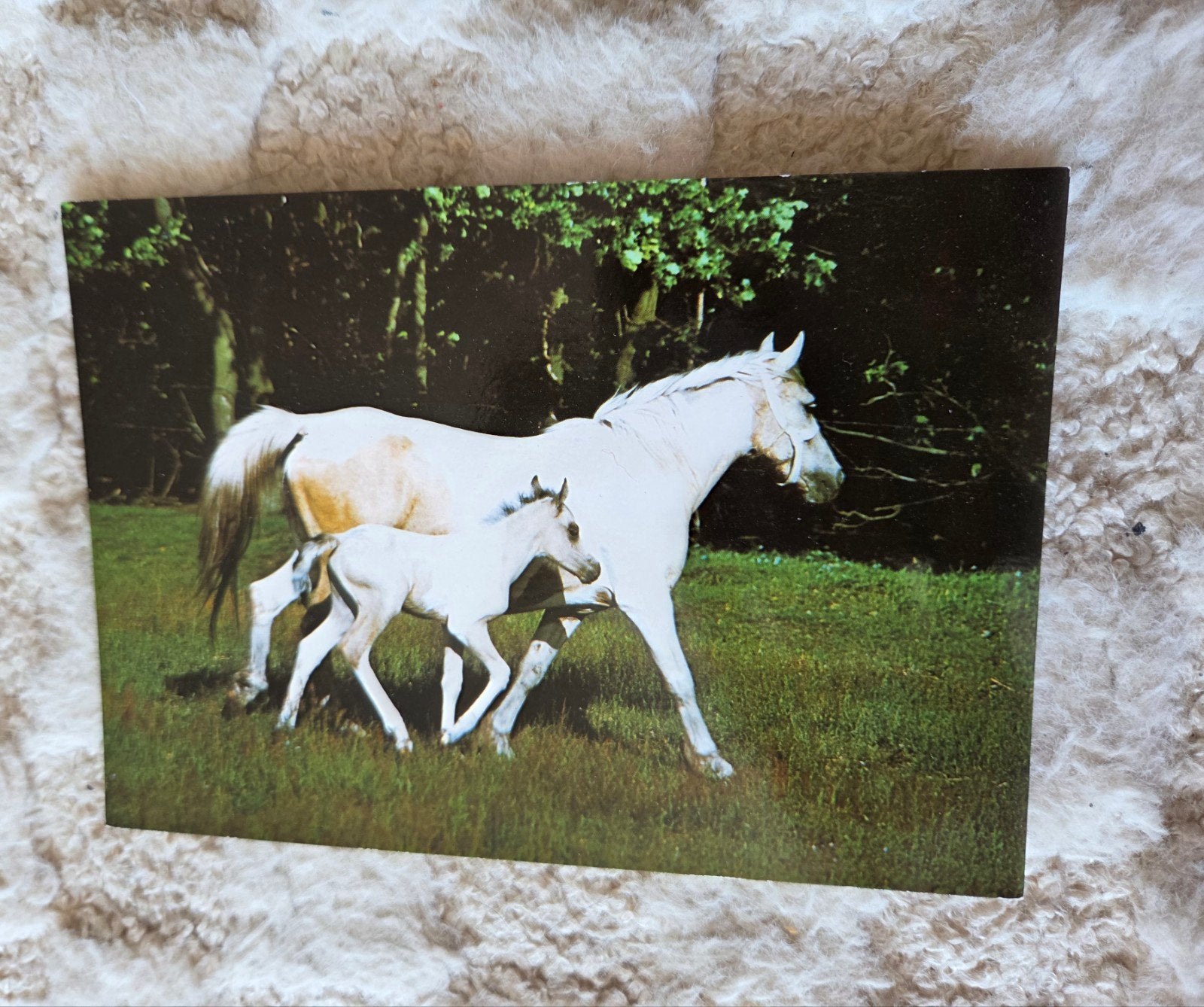 Paard met Veulen, Verzenden, 1960 tot 1980, Ongelopen, Paard