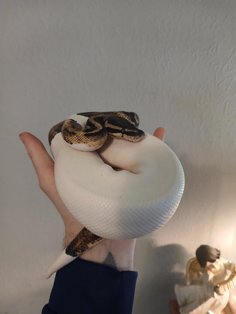 Ballpython piebald met terrarium, Dieren en Toebehoren, Slang, Met terrarium, 3 tot 6 jaar