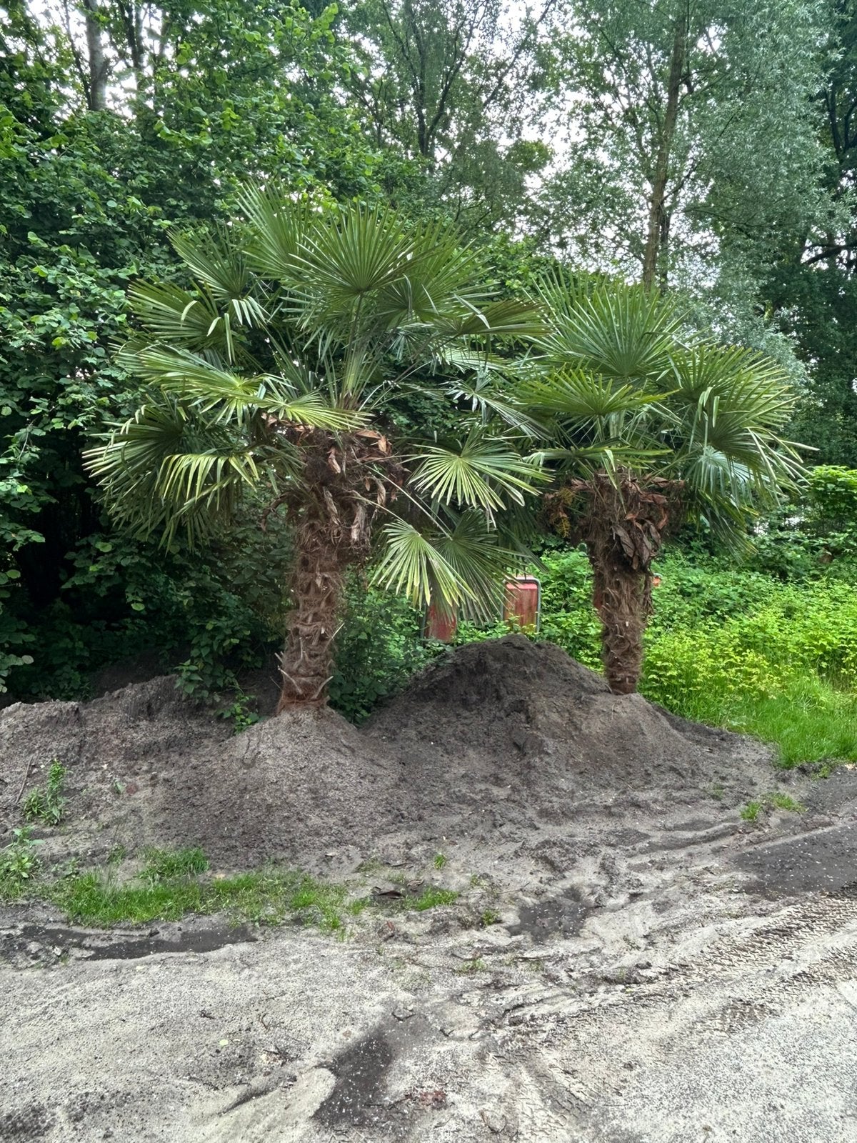 Palmboom, Tuin en Terras, Planten | Bomen, 100 tot 250 cm, Zomer, Palmboom, Ophalen
