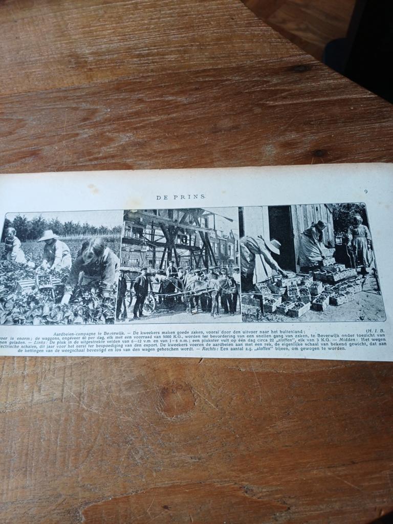 Knipsel aardbeien campagne Beverwijk 1915, Verzamelen, Ophalen of Verzenden, Voor 1920, Knipsel(s)