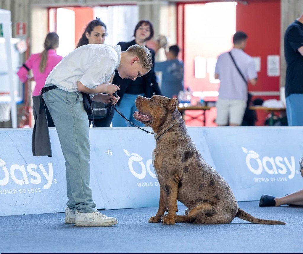 Ch Dekreu aangeboden American Bully XL, Reu, 1 tot 2 jaar, Eén hond, CDV (hondenziekte)