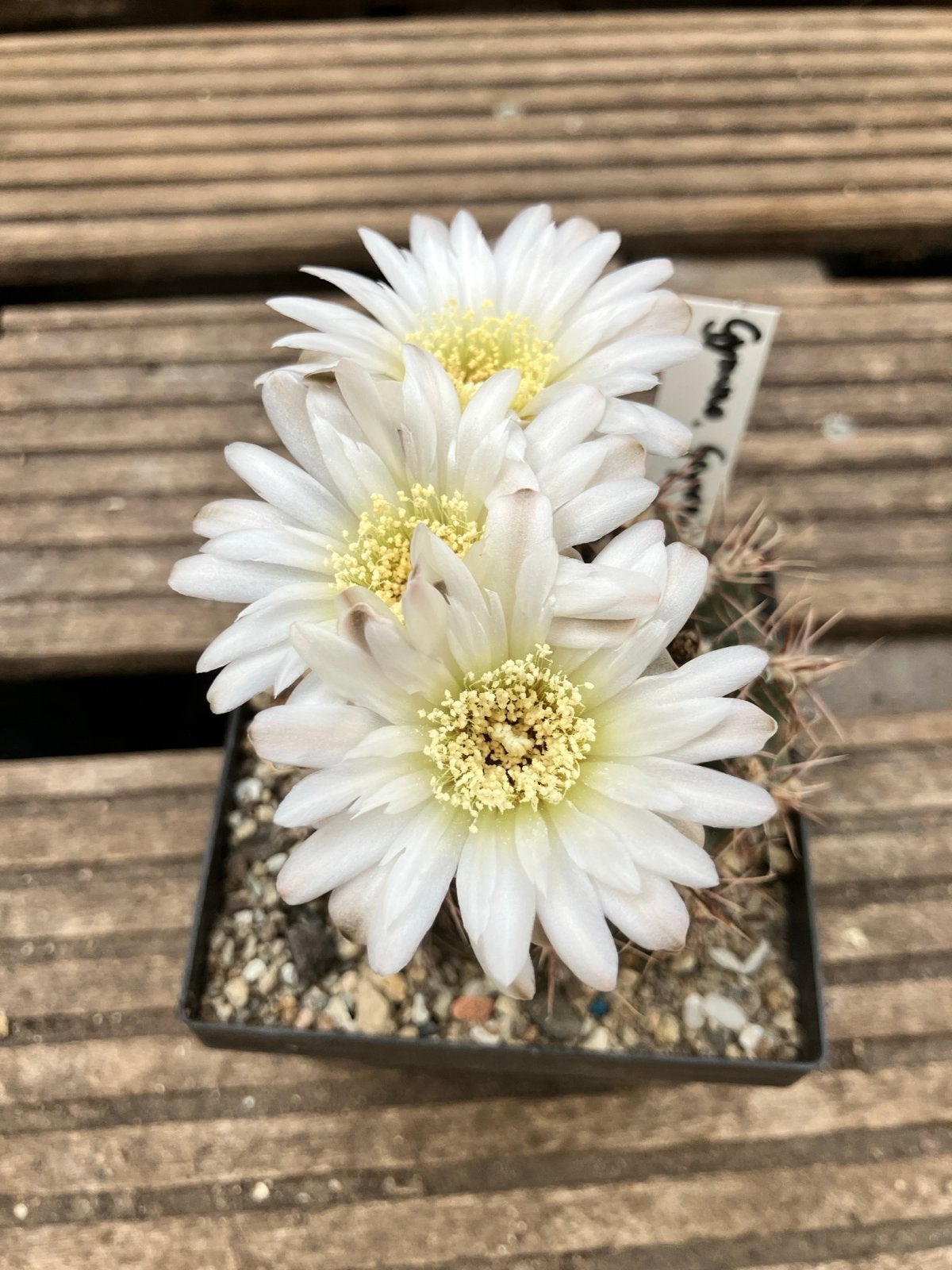 Gymnocalycium gaponii B42 - Bloeiende Cactus, Tuin en Terras, Overige soorten, Volle zon, Vaste plant, Ophalen of Verzenden