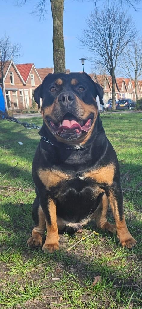 Dek reu rottweiler x Amerikaanse bulldog, Dieren en Toebehoren, Reu, Eén hond, 3 tot 5 jaar, Nederland