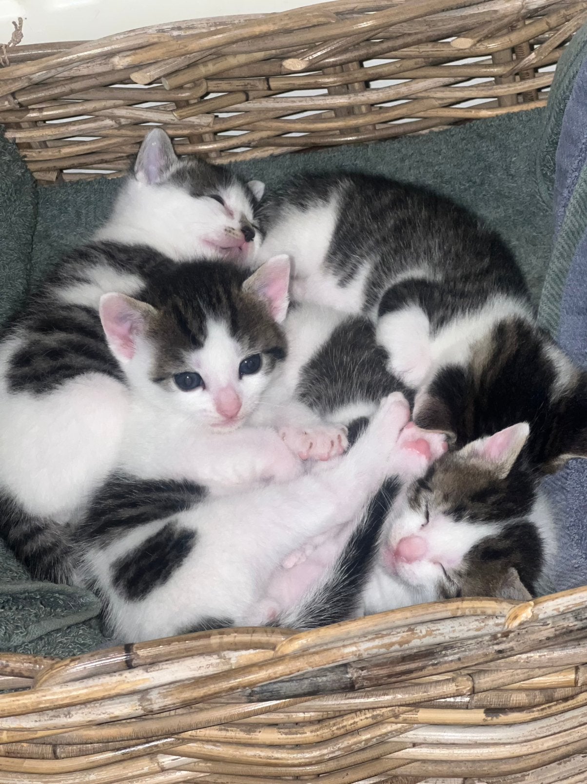 Kittens, Meerdere dieren, Kortharig, 0 tot 2 jaar