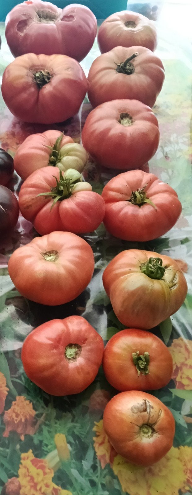 Biologische Tomaten Sap., Ophalen, Nieuw