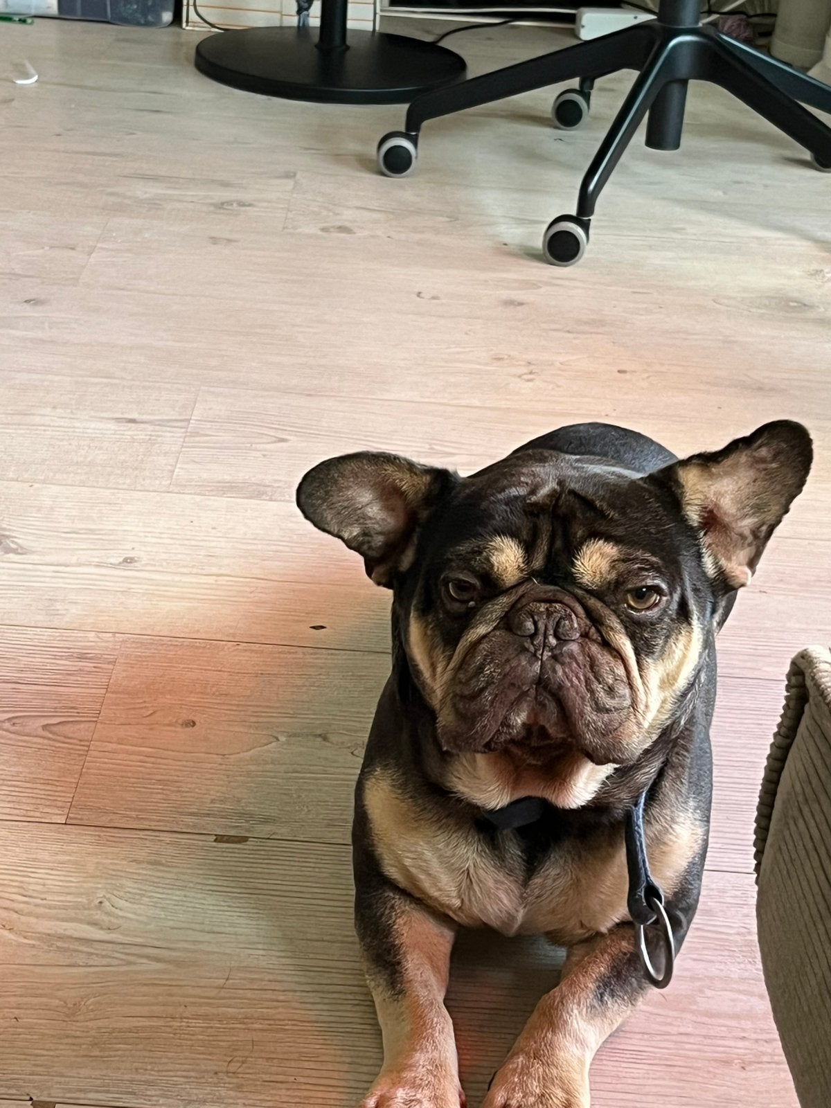 Franse bully 6 jaar oud, Dieren en Toebehoren, Honden | Bulldogs, Pinschers en Molossers, 15 weken tot 1 jaar, Reu, Bulldog, Eén hond
