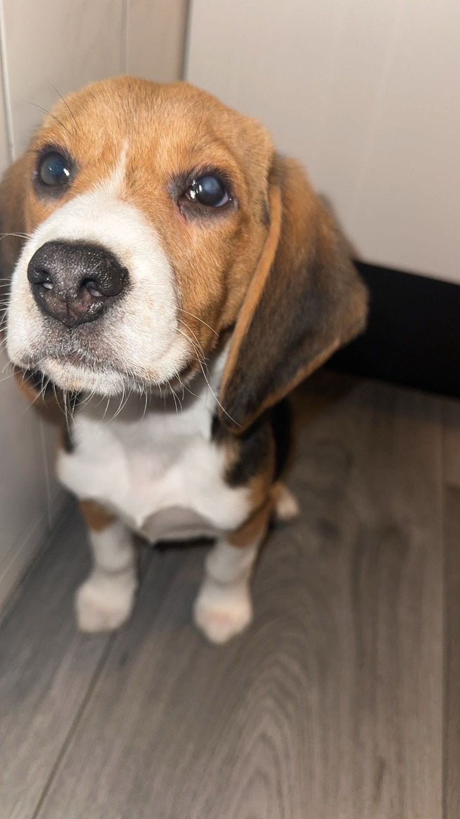 Hond Beagle, Beagle, Particulier, Reu, 1 tot 2 jaar