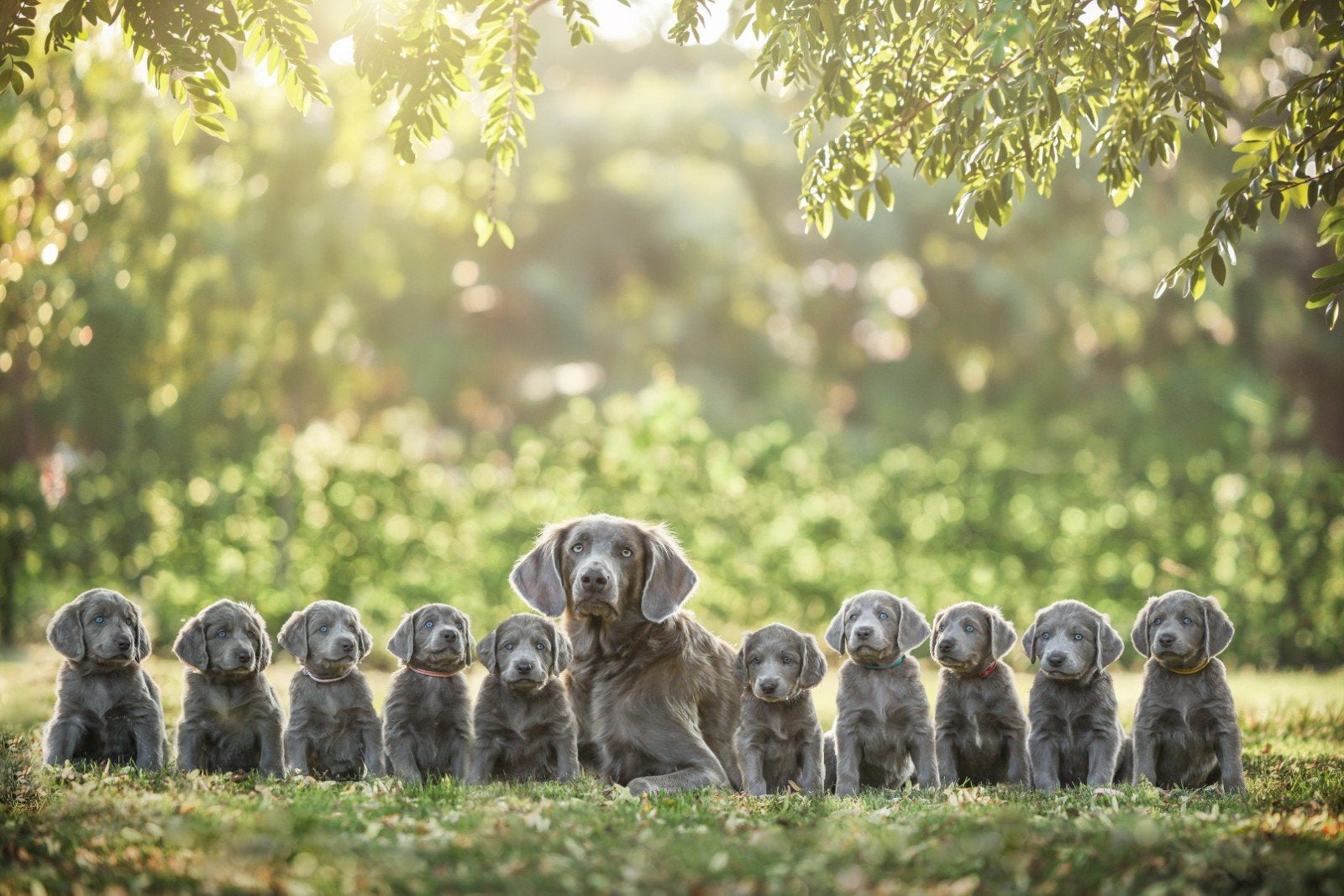Weimaraner langhaar pups met stamboom, Dieren en Toebehoren, Parvo, 8 tot 15 weken, Meerdere, Meerdere dieren