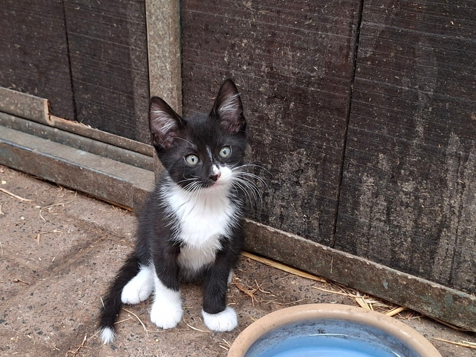Boerderij kittens, Dieren en Toebehoren, Meerdere dieren
