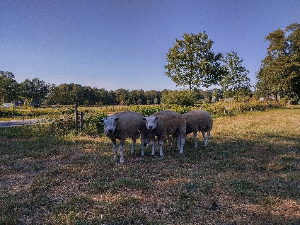 Best ontwikkelde 1,5-jarige Texelaar rammen + ramlammeren, Mannelijk, Schaap, 0 tot 2 jaar