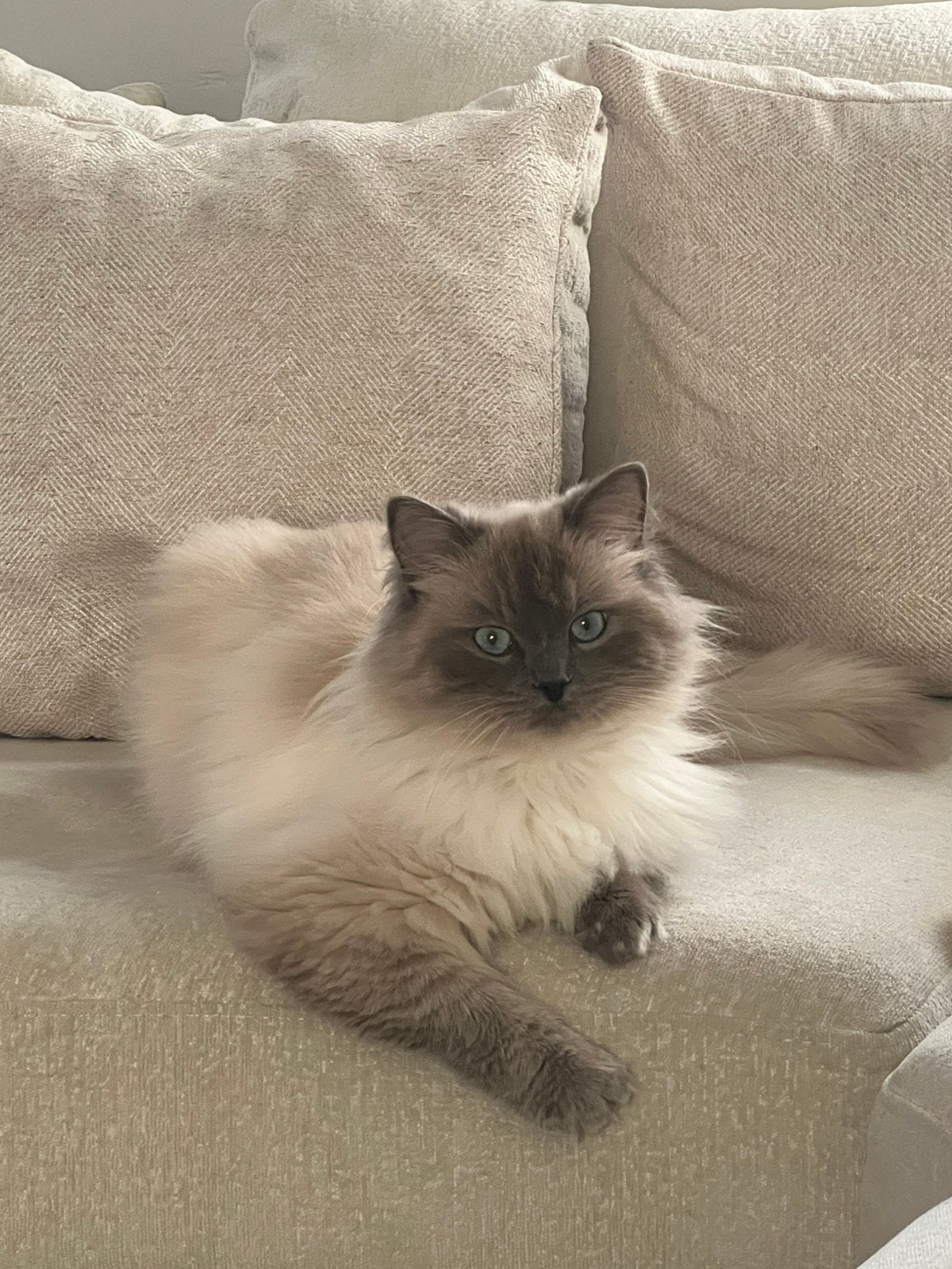 Dekkater, Dieren en Toebehoren