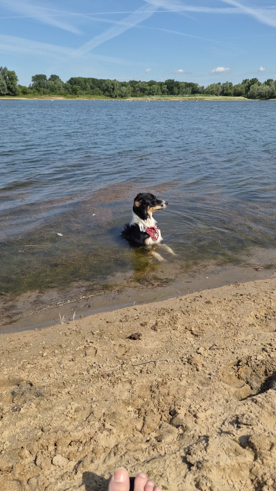 border collie, 15 weken tot 1 jaar, Reu, Collie, Eén hond