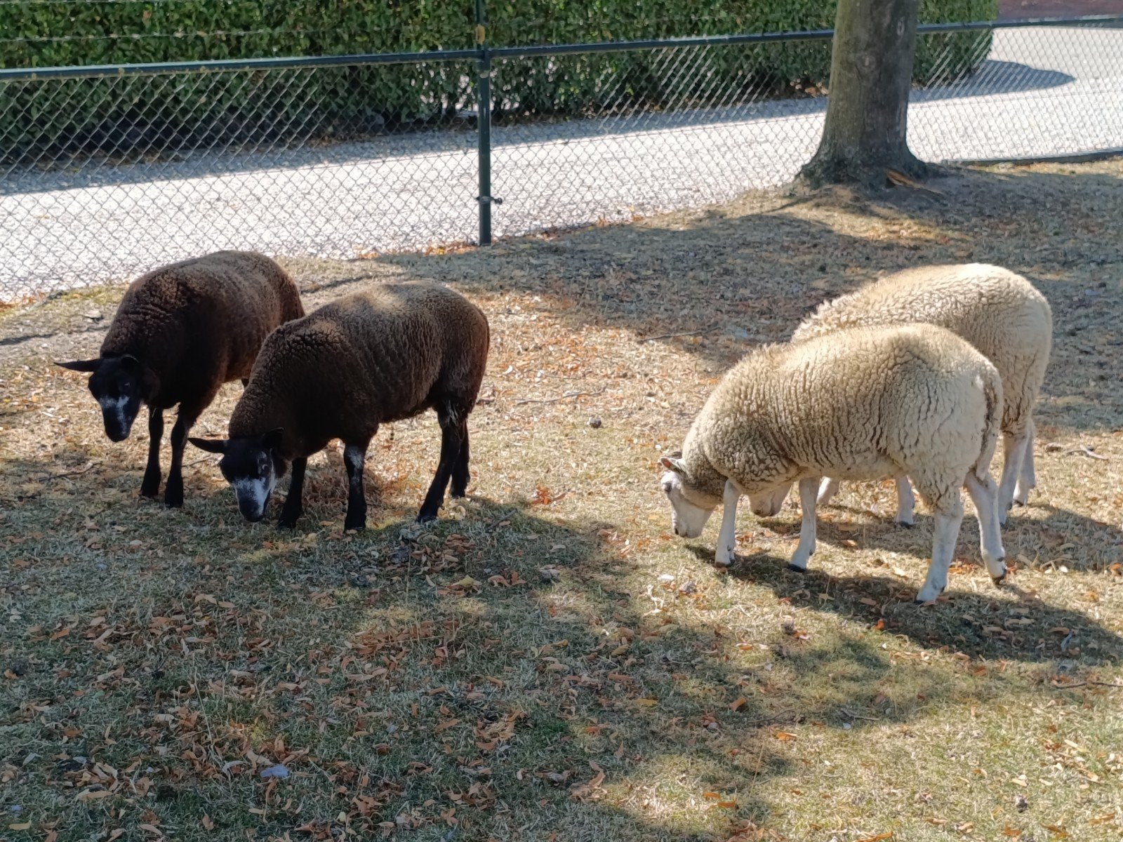 4 mooie lammeren, Dieren en Toebehoren, Meerdere dieren, Schaap, 0 tot 2 jaar