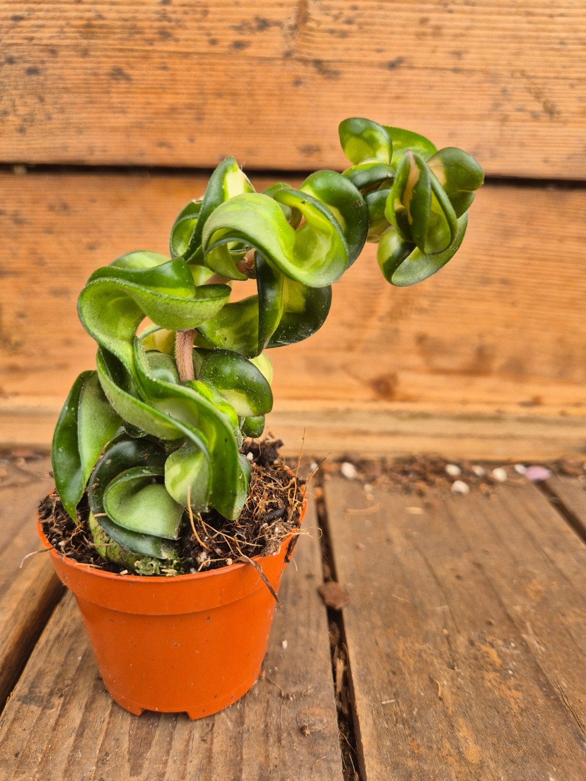 Hoya Carnosa Compacta Mauna Loa p6, Huis en Inrichting, Kamerplanten, Ophalen of Verzenden, Halfschaduw, Minder dan 100 cm