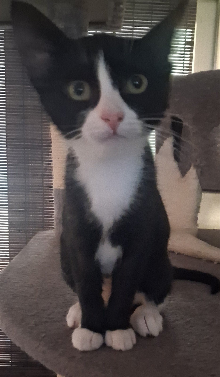 Er zijn nog 2 kitten vrouwtjes over, Dieren en Toebehoren, Katten en Kittens | Raskatten | Korthaar, Poes, Ontwormd, 0 tot 2 jaar