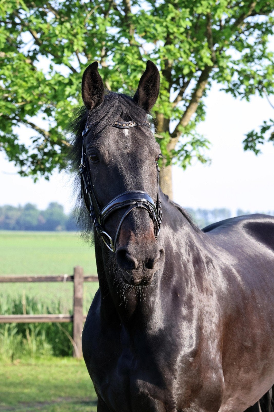 Te koop: 8‑jarige merrie – Fries x KWPN, Merrie, Recreatiepaard