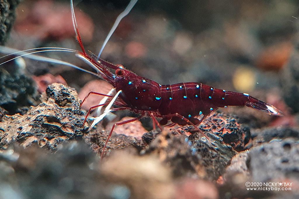 Sulawesi Dennerli Garnalen, Dieren en Toebehoren, Vissen | Aquariumvissen, Kreeft, Krab of Garnaal, Zoetwatervis, Schoolvis